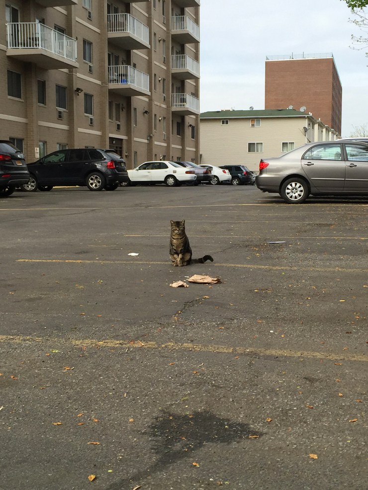 2015-05-06 16.52.34-2